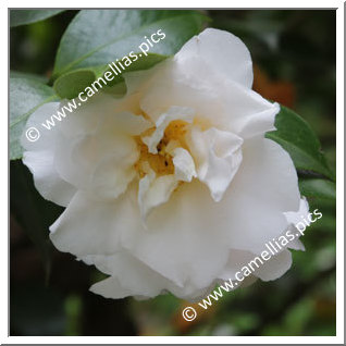 Camellia Japonica 'Akita'