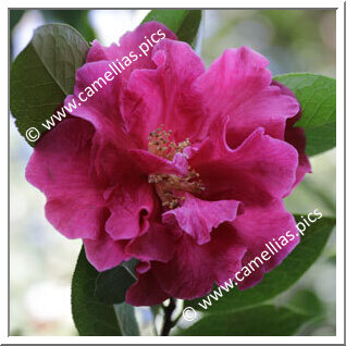 Camellia Hybrid C.reticulata  'Al Gunn'