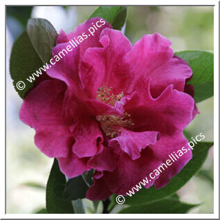 Camellia Hybride C.reticulata 'Al Gunn'