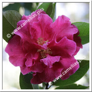 Camellia Hybrid C.reticulata  'Al Gunn'