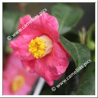 Camellia Japonica 'Alain Barbe-Torte'