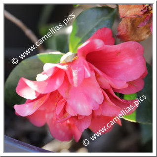 Camellia Japonica 'Mark Alan Variegated'