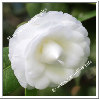 Camellia Japonica 'Alba Delecta'