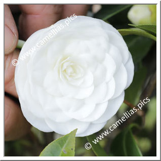 Camellia Japonica 'Alba Insignis'