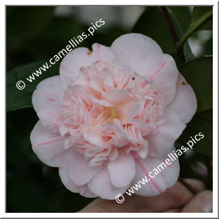 Camellia Japonica 'Alba Lineata'