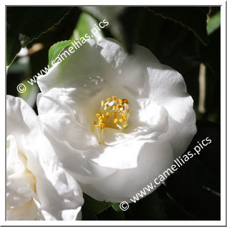 Camellia Japonica 'Alba Longi'