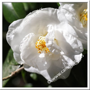 Camellia Japonica 'Alba Longi'