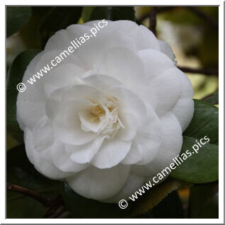 Camellia Japonica 'Alba Plena di Casoretti'
