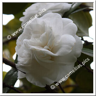 Camellia Japonica 'Alba Plena di Casoretti'