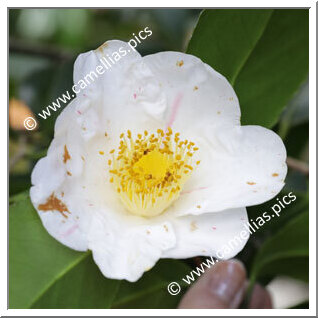 Camellia Japonica 'Alba Simplex'