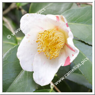 Camellia Japonica 'Alba Simplex'