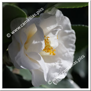 Camellia Japonica 'Alba Superba (MG)'