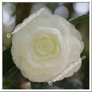 Camellia Japonica 'Albear'