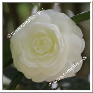 Camellia Japonica 'Albear'