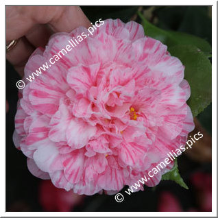 Camellia Japonica 'Albertii'