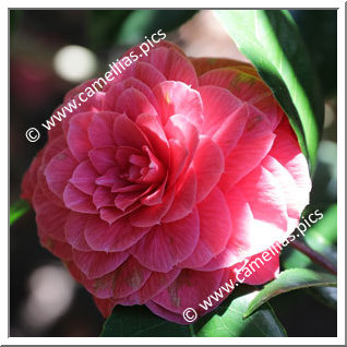 Camellia Japonica 'Alberto Allen'