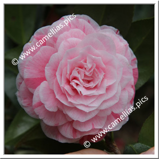 Camellia Japonica 'Albino Botti '