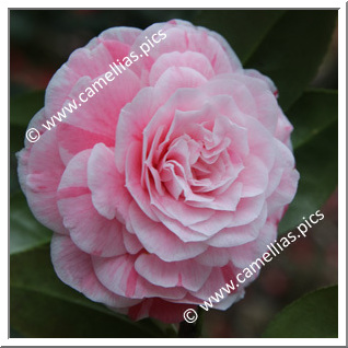 Camellia Japonica 'Albino Botti '