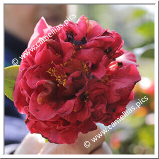 Camellia Japonica 'Alessandro Carmine'