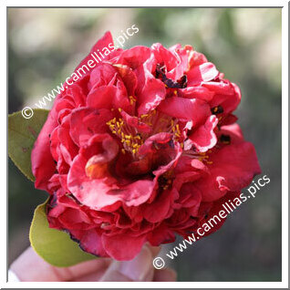 Camellia Japonica 'Alessandro Carmine'