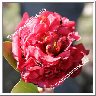 Camellia Japonica 'Alessandro Carmine'