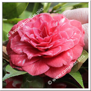 Camellia Japonica 'Alessandro Volta'