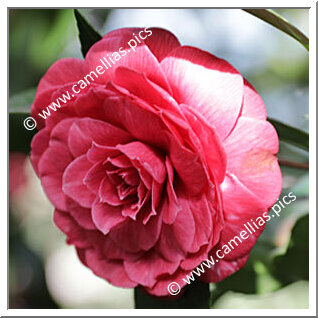 Camellia Japonica 'Alessandro Volta'