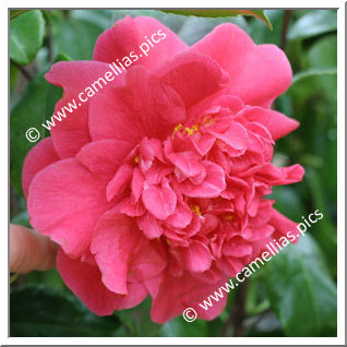 Camellia Japonica 'Alex Ronsoni'