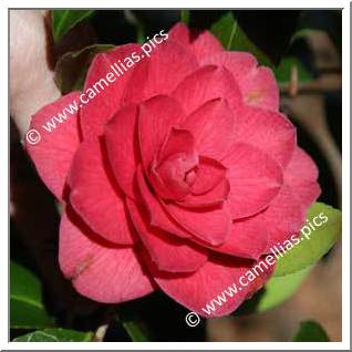 Camellia Japonica 'Alexander Black'