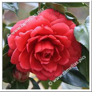 Camellia Japonica 'Alice Wood'