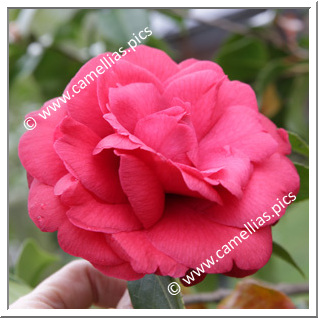 Camellia Japonica 'Alice Wood'