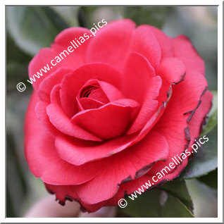 Camellia Japonica 'Alice Wood'