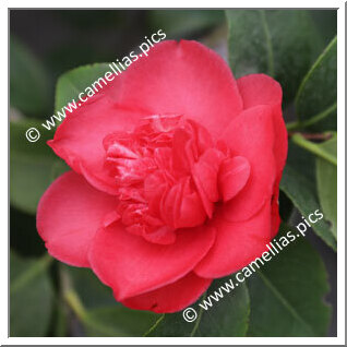 Camellia Japonica 'Allela'