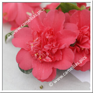 Camellia Japonica 'Allela'