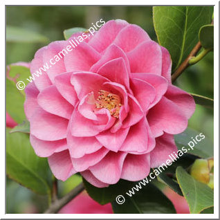 Camellia Japonica 'Giulia Aloisi'