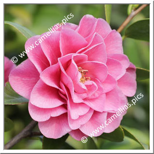 Camellia Japonica 'Giulia Aloisi'
