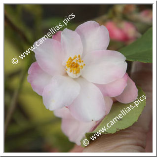 Camellia Hybrid 'Alpen Glo'