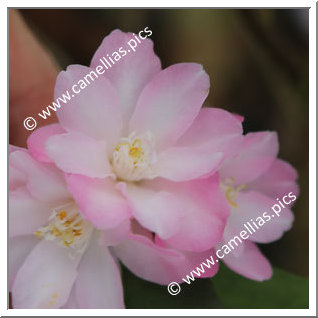 Camellia Hybrid 'Alpen Glo'