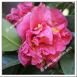 Camellia Japonica 'Alsatica'