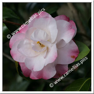 Camellia Japonica 'Alta Gavin'