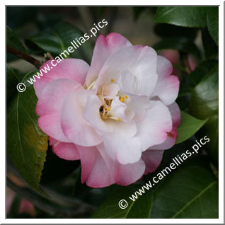 Camellia Japonica 'Alta Gavin'