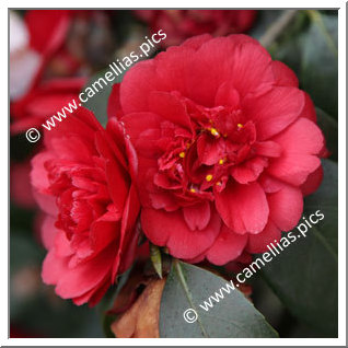 Camellia Japonica 'Althaeiflora'