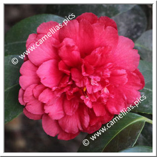 Camellia Japonica 'Althaeiflora'