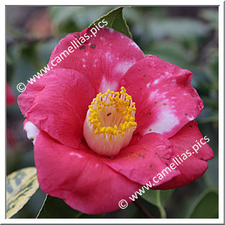 Camellia Japonica 'Amagashita'