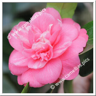 Camellia Japonica 'Amalia'