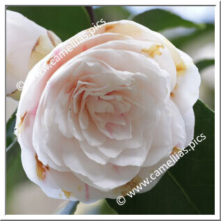 Camellia Japonica 'Amalia Croff'