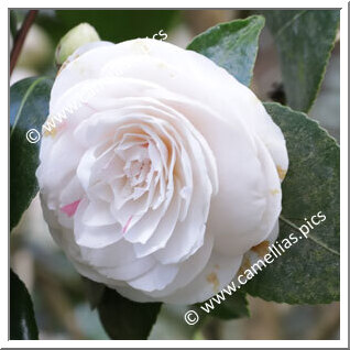 Camellia Japonica 'Amalia Croff'