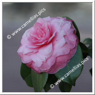 Camellia Japonica 'Amalia Servi'