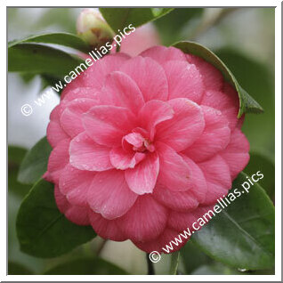 Camellia Japonica 'Amelia Brozzoni'
