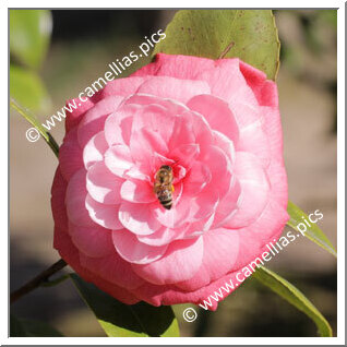 Camellia Japonica 'Amelia Brozzoni'